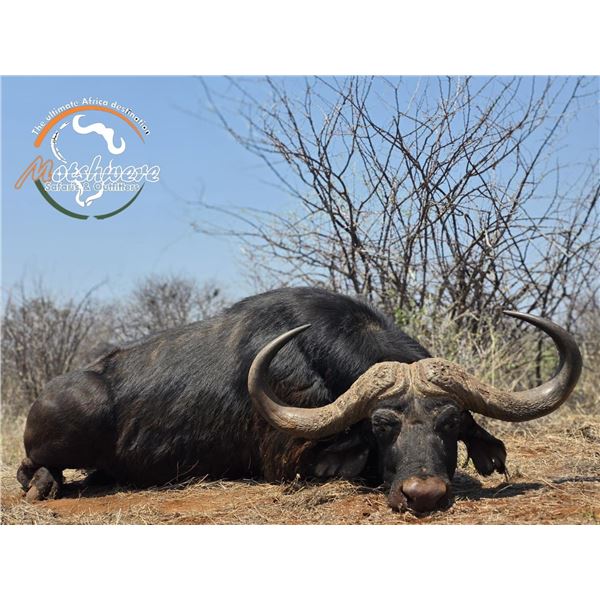 South Africa Cape Buffalo, Hyena, & Sable Safari, 10 Days, 1 Hunter, 1 Nonhunter