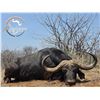 Image 1 : South Africa Cape Buffalo, Hyena, & Sable Safari, 10 Days, 1 Hunter, 1 Nonhunter