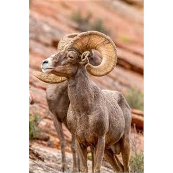 2026 Utah Desert Bighorn Sheep San Rafael, Dirty Devil | Permit ID: 76 | Male Only