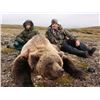 Image 2 : Alaska Peninsula Coastal Brown Bear Hunt, 10 Days, 1 Hunter