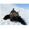 Image 3 : Alaska Peninsula Coastal Brown Bear Hunt, 10 Days, 1 Hunter