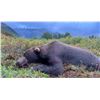 Image 6 : Alaska Peninsula Coastal Brown Bear Hunt, 10 Days, 1 Hunter