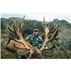 Image 3 : New Zealand Red Stag Hunt 5 Days, 2 Hunters, 2 Nonhunter