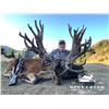 Image 5 : New Zealand Red Stag Hunt 5 Days, 2 Hunters, 2 Nonhunter