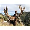Image 6 : New Zealand Red Stag Hunt 5 Days, 2 Hunters, 2 Nonhunter