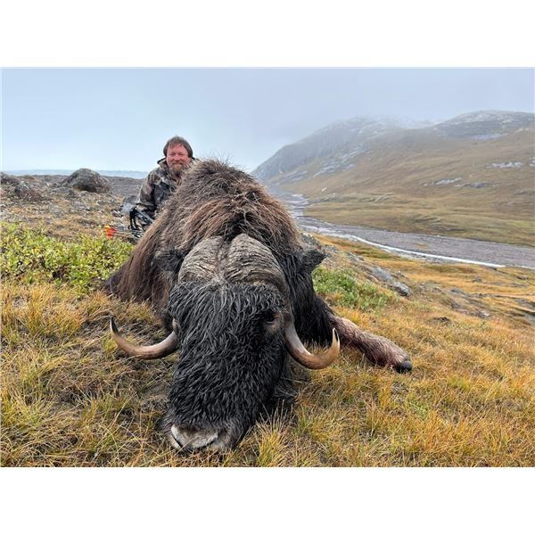 Greenland Muskox and Caribou Combo Hunt, 4 Days, 1 Hunter