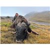 Image 1 : Greenland Muskox and Caribou Combo Hunt, 4 Days, 1 Hunter