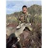 Image 11 : Arizona Mule Deer or Coues Deer 5 Days, 2 Hunter
