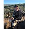 Image 2 : Arizona Mule Deer or Coues Deer 5 Days, 2 Hunter