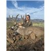 Image 5 : Arizona Mule Deer or Coues Deer 5 Days, 2 Hunter