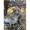 Image 7 : Arizona Mule Deer or Coues Deer 5 Days, 2 Hunter