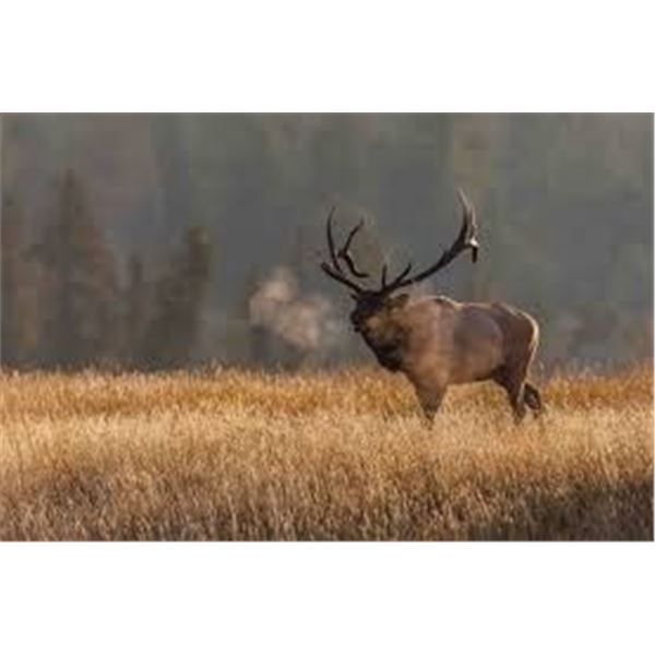 2026 Utah Bull Elk Boulder, Permit ID: 129