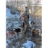 Image 2 : Wyoming Mountain Lion Hunt 5D, 1H, 1NH
