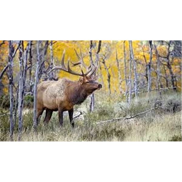 2026 Utah Late Season Bull Elk Monroe