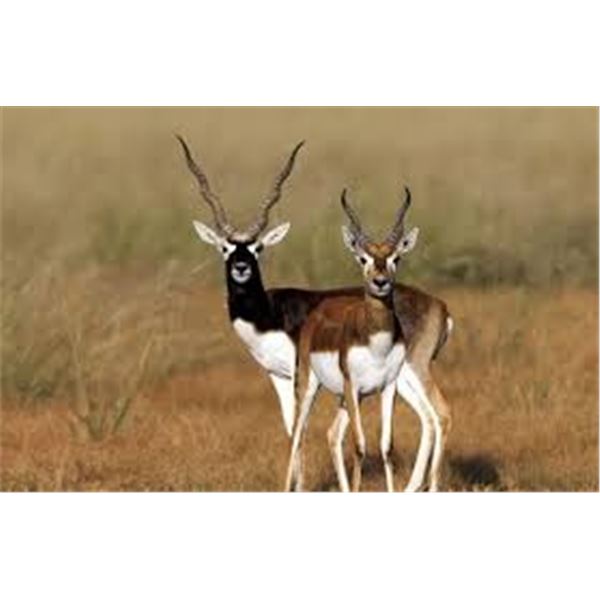 Argentina Blackbucks, 5 Days, 2 Hunters