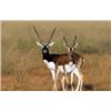 Image 1 : Argentina Blackbucks, 5 Days, 2 Hunters