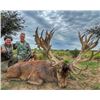 Image 2 : Argentina Blackbucks, 5 Days, 2 Hunters