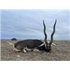 Image 5 : Argentina Blackbucks, 5 Days, 2 Hunters