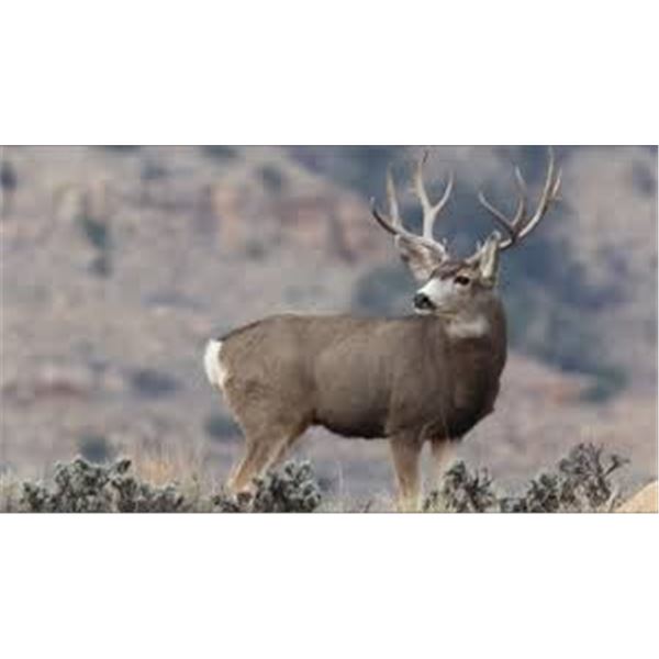 2026 Utah Multi-season Buck Deer Dolores Triangle | Permit ID: 104 |
