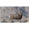 Image 1 : 2026 Utah Multi-season Buck Deer Dolores Triangle | Permit ID: 104 |