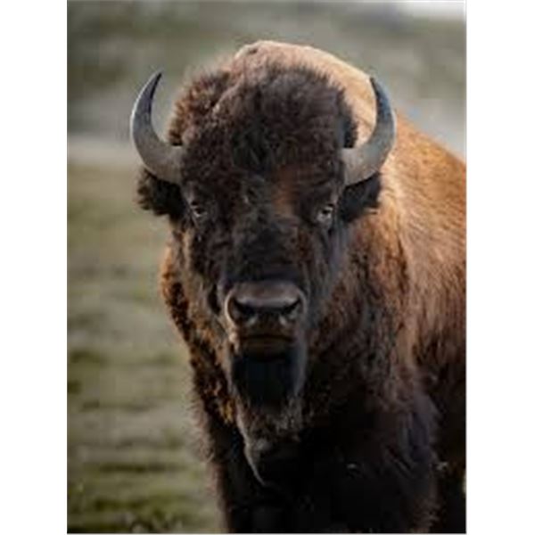 2026 Utah Henry Mtns Bison, Hunters Choice of Sex