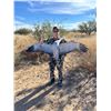 Image 3 : Arizona Sandhill Cranes, 3 Days, 4 Hunters
