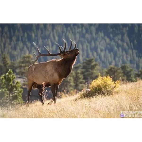 2026 Utah Bull Elk Cache / Meadowville