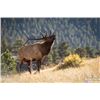 Image 1 : 2026 Utah Bull Elk Cache / Meadowville