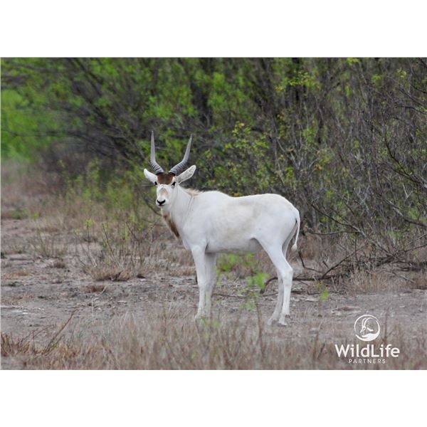 1.2 Yearling Addax