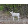 Image 1 : 1.2 Yearling Addax