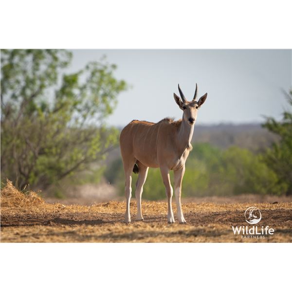1.2 Yearling Eland