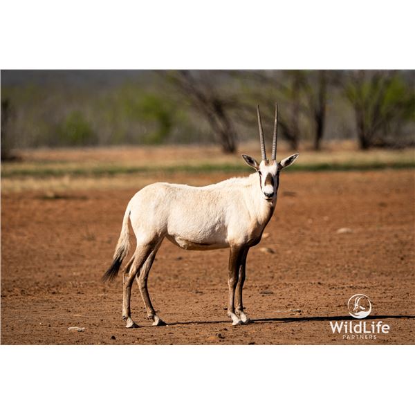 1.2 Yearling Arabian Oryx