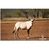 Image 1 : 1.2 Yearling Arabian Oryx