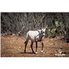 Image 2 : 1.2 Yearling Arabian Oryx