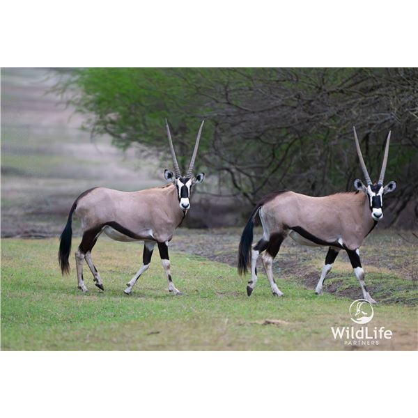 0.3 Mature Gemsbok