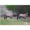 Image 1 : 0.3 Mature Gemsbok
