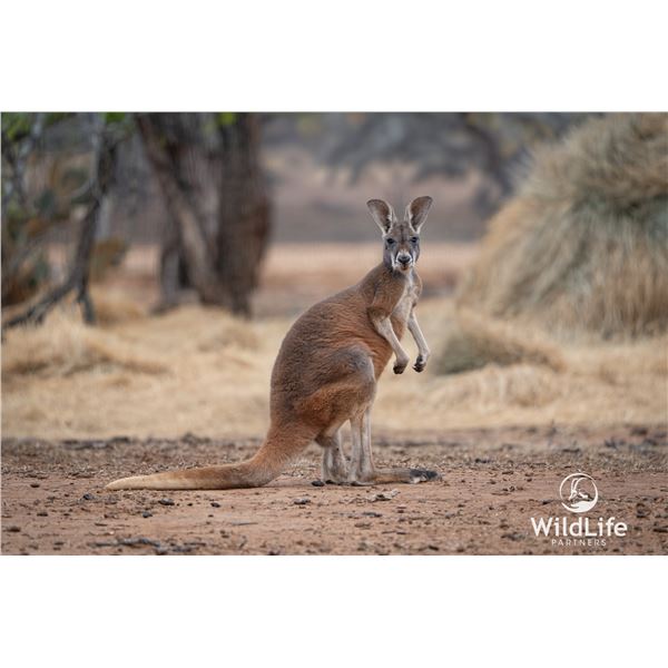 1.1 Yearling Kangaroo