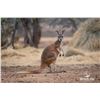 Image 1 : 1.1 Yearling Kangaroo