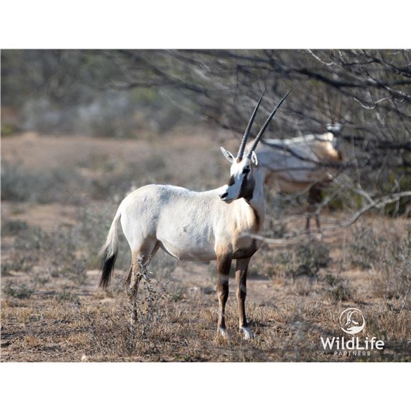1.4 Yearling Arabian Oryx