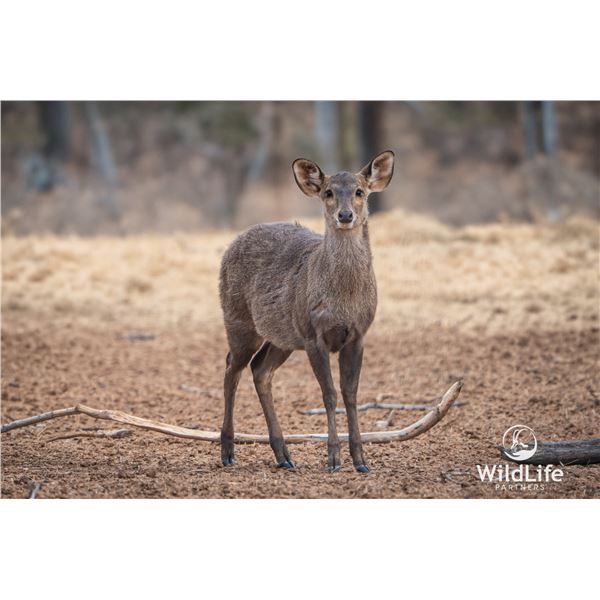 1.2 Yearling Hog Deer