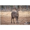 Image 1 : 1.2 Yearling Hog Deer