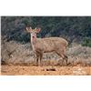 Image 2 : 1.2 Yearling Hog Deer