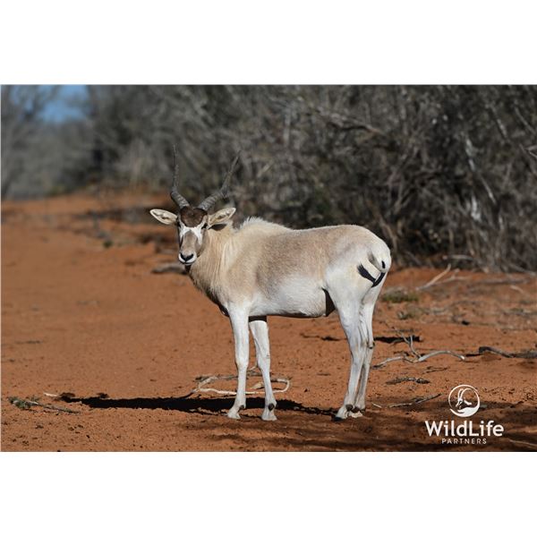 1.2 Yearling Addax