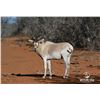 Image 1 : 1.2 Yearling Addax