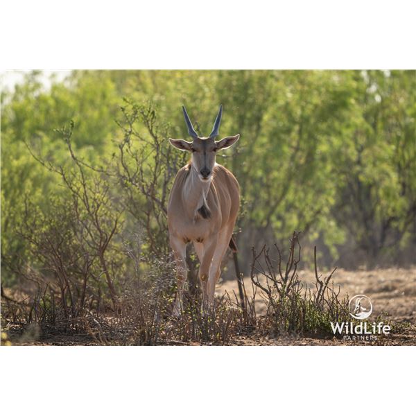 1.3 Yearling Eland