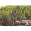 Image 1 : 1.3 Yearling Eland