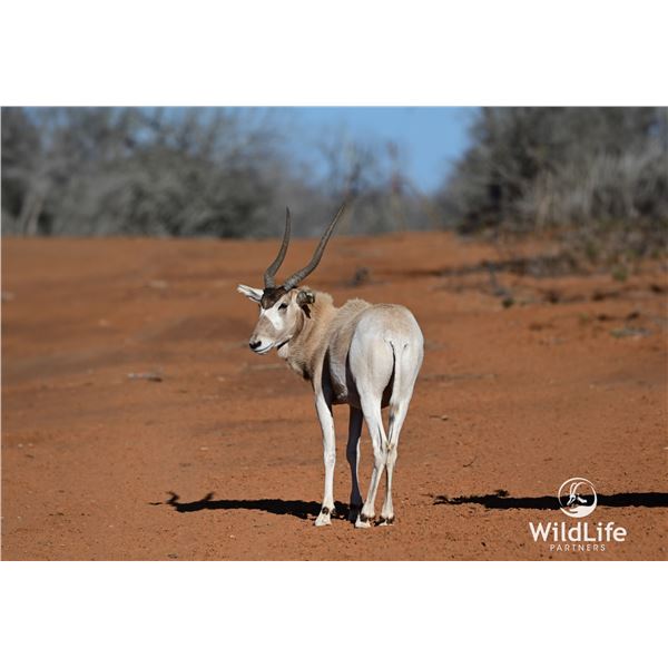 1.2 Yearling Addax