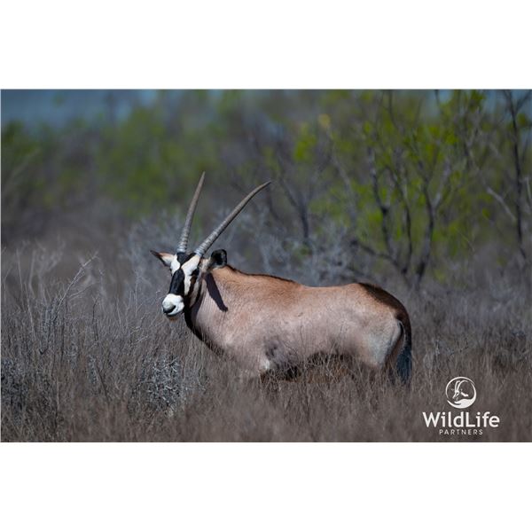 3.0 Yearling Gemsbok