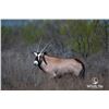 Image 1 : 3.0 Yearling Gemsbok