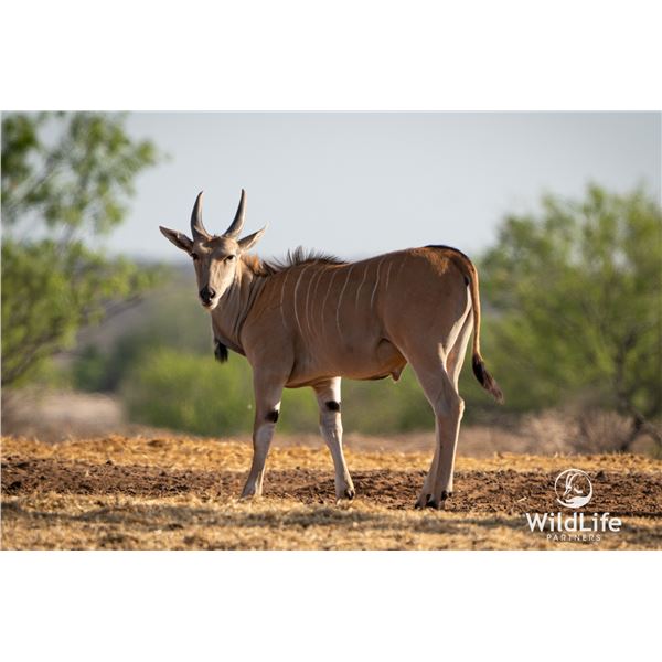 1.3 Yearling Eland